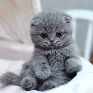 纯种英短蓝猫幼猫蓝白猫幼崽矮脚英国短毛猫蓝猫胖子宠物猫咪活