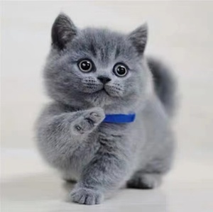 纯种英短蓝猫白蓝猫幼猫崽英国短毛猫折耳矮脚曼基康猫活体宠物猫