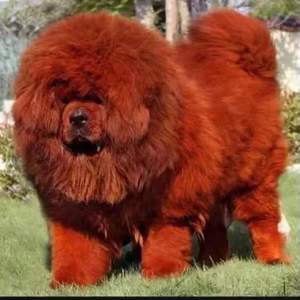 混血藏獒幼犬出售 藏獒活体 铁包金红色黑色藏獒雪獒虎头狮头藏獒