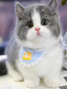 香港澳门发货英短蓝白蓝猫幼崽矮脚曼基康活体加白起司宠物乳白猫