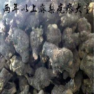 造景疙瘩树瘤疙瘩毛料枯木木火!原木琉璃麻梨木弓料根雕树根木头