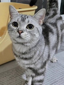 香港猫舍标斑虎斑美短猫幼猫加白起司矮脚猫美国短毛猫蓝白宠物猫
