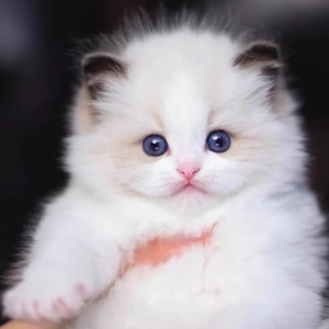 布偶猫幼猫赛级纯种蓝双海双色仙女猫长毛布偶幼崽活物宠物猫咪活