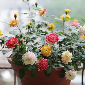 阳台桌面月季花苗盆栽小五彩钻石玫瑰花色多绚丽超级能开多头