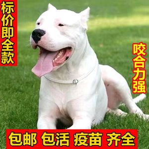 杜高犬幼犬活体猎狗纯种巨型阿根廷剪耳小杜大型打猎犬三个月杜高