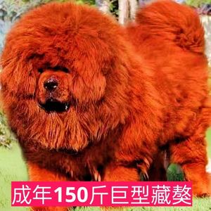 藏獒狮王幼犬西藏活狗便宜狗黑獒红獒犬狮王虎头藏獒巨型犬小狗崽