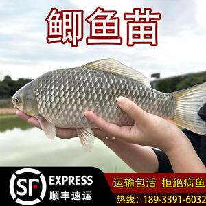 特大鲫鱼苗中科五号淡水食用黄金鲫湘云工程鲫大白鲫土鲫冷水鱼苗