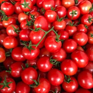 现摘攀枝花自然熟千禧樱桃小番茄新鲜水果正宗圣女果2/5斤