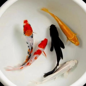 精品锦鲤鱼纯种红白观赏鱼冷水鱼日本大正三色黄金招财鱼锦鲤鱼食