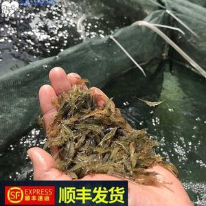 河虾苗鱼塘养殖小龙虾苗淡水龙虾苗乌龟吃的小活虾观赏虾活体黑壳