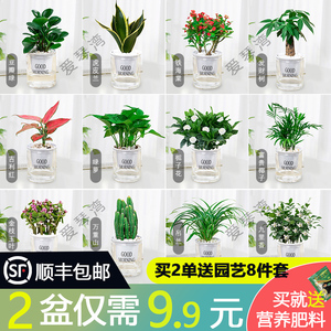 花卉盆栽绿萝植物文竹发财树水培好养活懒人室内四季带花盆景客厅