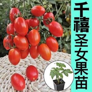 超甜皮薄红千禧串收小番茄种子秧苗阳台四季盆栽小西红柿圣女果t