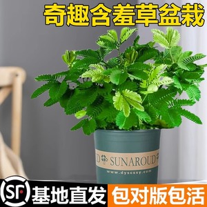 害羞草种子含羞草盆栽植物套餐阳台绿植花卉种子薄荷种籽四季易种