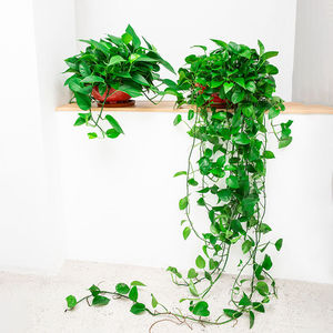 长藤绿萝盆栽室内花客厅除甲醛净化空气垂吊盆栽植物悬挂超大绿箩