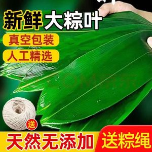 新鲜农家湿粽叶天然特大号箬叶50真空包装包粽子端午节专用用品