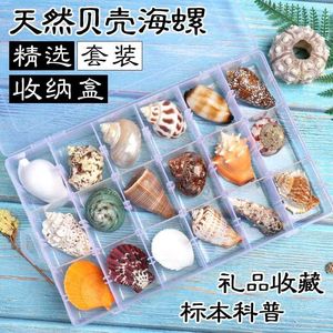 天然贝壳海螺科普材料精品标本螺收纳套装礼盒幼儿园海洋生物收藏
