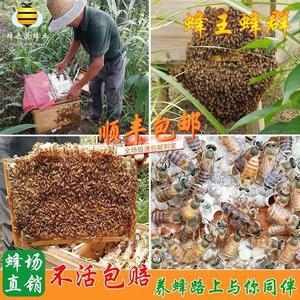 优质中蜂蜂王蜂群蜜蜂活群带蜂王子脾双色红环产卵强带箱笼蜂包活