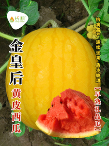 金皇后西瓜种子黄皮红瓤西瓜种籽春夏秋四季盆栽阳台西瓜水果种孑