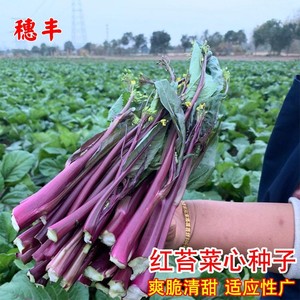 金秋红菜苔种子紫菜薹红菜心种籽菜芯春夏秋四季阳台盆栽蔬菜种孑