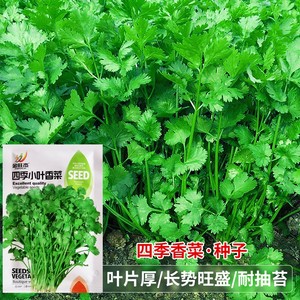 四季小叶香菜种子芫荽胡荽香荽种籽香味浓郁田园阳台盆栽蔬菜种孑