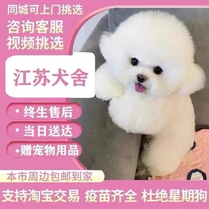 [江苏犬舍]纯种比熊幼犬活体白色可爱型法国卷毛小型犬宠物小狗