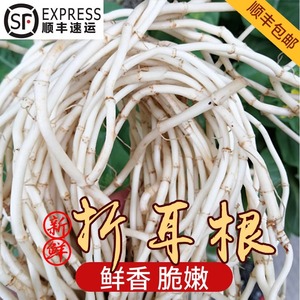 顺丰包邮四川折耳根2斤新鲜鱼腥草猪鼻孔现挖野菜蔬菜嫩叶凉拌菜