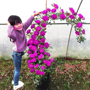 云南1颗试种 藤本月季蔷薇花苗大花爬藤植物四季开花卉浓香玫瑰盆