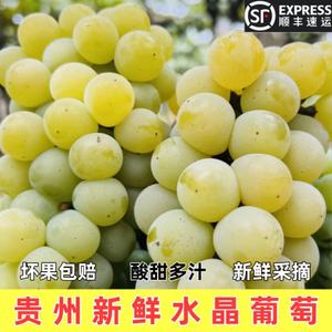 贵州特产水晶葡萄新鲜现摘绿青莹黄葡萄当季孕妇水果酸甜多汁顺丰