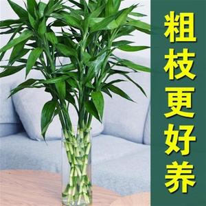 富桂竹水养发财竹子富贵竹植物客厅招财大型富惠竹水培绿植室内