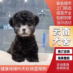 【云南犬舍】纯种泰迪幼犬迷你宠物狗活体红灰白棕色小型犬宠物狗