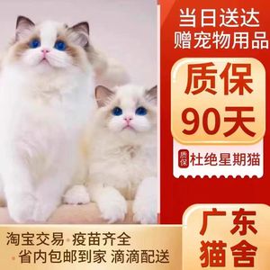 【广东猫舍】纯种布偶猫幼猫双海仙女猫蓝眼睛幼崽活体宠物猫咪