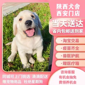 【陕西犬舍】拉布拉多幼犬小中大型宠物真物狗狗家养神犬小七狗狗