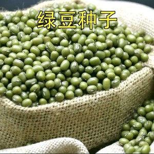 特大绿豆种子高产早熟非转基因绿豆芽苗春秋四季阳台盆栽易种特价