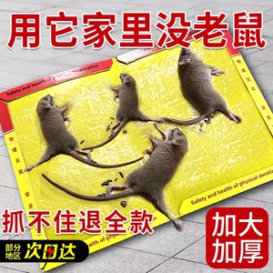 粘鼠板强力粘鼠标超强老鼠贴家用强力胶抓杀大老鼠老鼠板灭鼠捕鼠