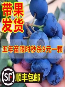蓝莓树果苗带果蓝莓苗盆栽兔眼特大阳台果树苗南北方种植当年结果