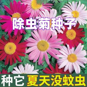 MC 夏天防蚊虫驱蚊菊花家庭阳台观赏庭院除虫菊懒人四季