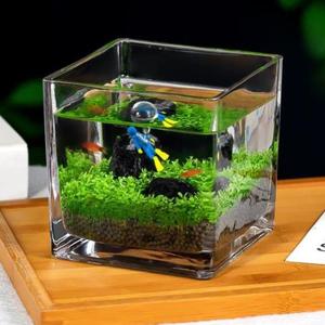 生态微景观绿植套装创意迷你植物玻璃鱼缸diy造景材料水培水草籽