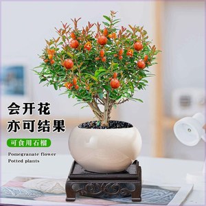 小石榴花盆栽四季开花果树苗室内绿植盆景客厅办公室桌面植物阳台