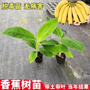 香蕉树苗南方四季苹果蕉红皮矮化芭蕉抗寒室内盆栽种植水果树包邮