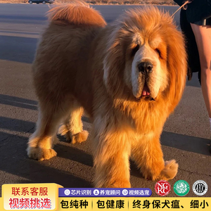 赛级藏獒幼犬纯种活体白色红色铁包金色狮头獒巨型猛犬小宠物狗狗