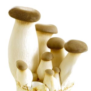 【杏鲍菇超大种植包+喷壶+说明书】蘑菇菌包蘑菇食用蘑菇菌种种子