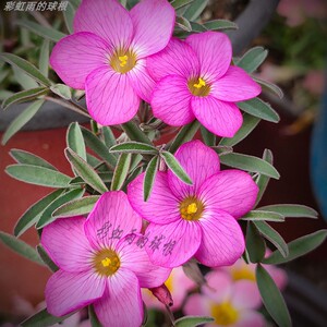 酢浆草丽人早花纤细类秋植草花种球根阳台盆栽花卉绿植