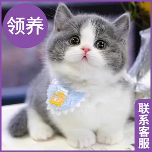 猫咪活物宠物幼猫兔子布偶猫猫英短橘猫蓝猫银金渐层幼崽美短小猫
