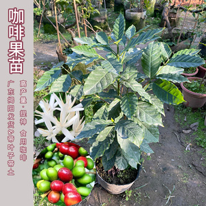 咖啡果苗盆栽咖啡豆种植苗云南小粒鲜果咖啡树卡迪姆四季可种果苗