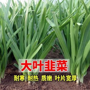 紫根韭菜种子四季种籽根宽叶根苗蔬菜苗籽种菲菜孑韮菜籽九莱