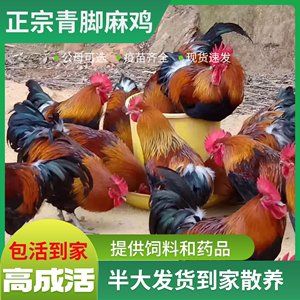 半斤小鸡活苗土鸡麻鸡鸡仔特大批发宠物鸡绿壳产蛋王纯种活物家禽