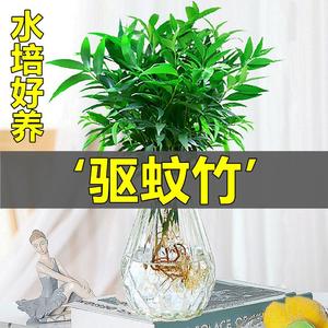 水培植物新宠驱蚊柏竹盆栽富贵竹驱蚊草花卉植物室内绿植水养植物