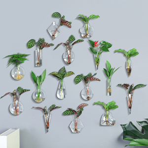 墙上壁挂水培花瓶盆栽悬挂式水养植物绿萝袖珍椰子室内阳台含绿植