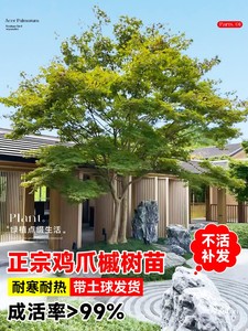 小叶鸡爪槭树苗原生苗鸡爪枫树苗庭院风景树苗四季常青绿化苗木