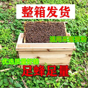 蜜蜂活群带王带子脾惊喜社优质中蜂蜂箱蜂群养殖中华密蜂蜂种授粉